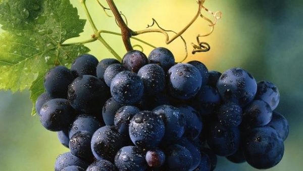 Raisins noirs