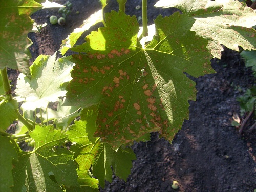 Cercosporose sur les feuilles de raisin