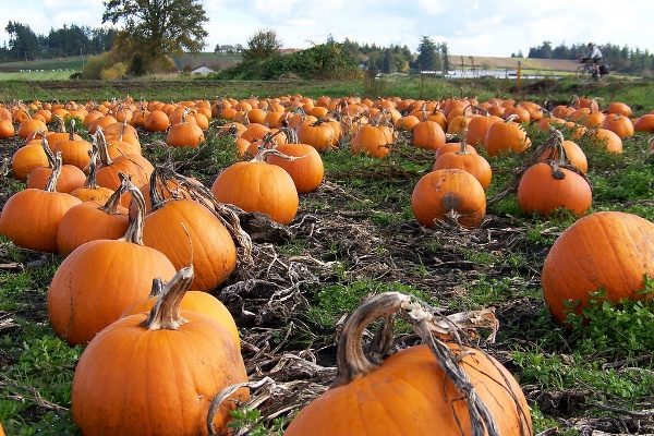 Harvest the pumpkin is necessary to sustained frost