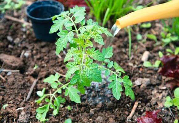 Pour améliorer la croissance, vous pouvez arroser les tomates avec des mélanges d’engrais.
