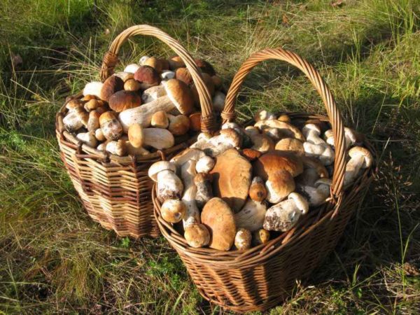 Lorsque la culture de champignons blancs à partir du mycélium peut être une récolte impressionnante