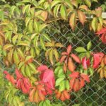 Raisin sauvage cinq feuilles