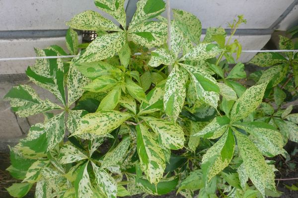 Particulièrement belle Star Shawers