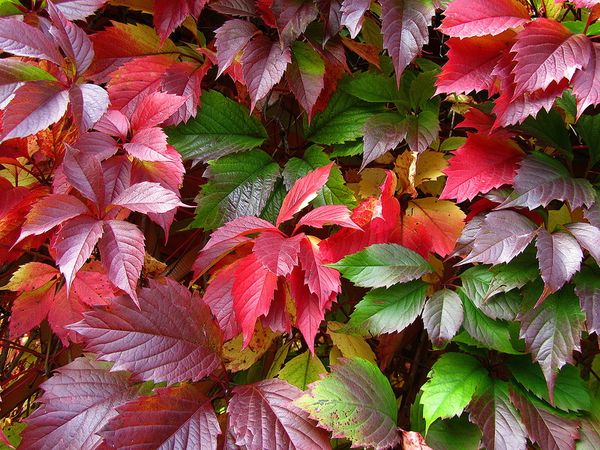  Μέθοδοι αναπαραγωγής τριαντάφυλλων