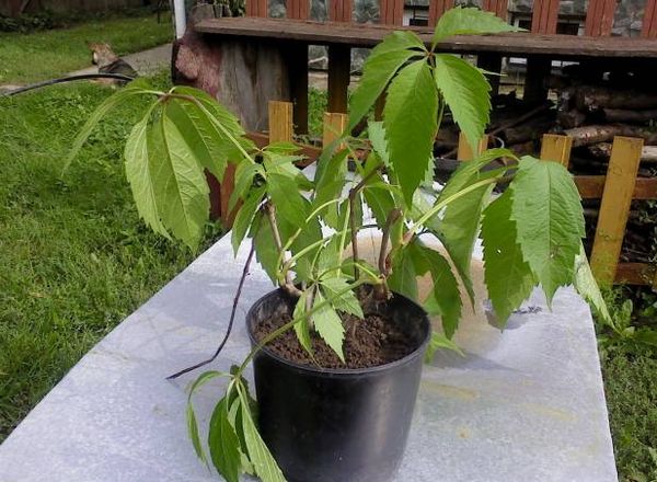 Για την αγορά είναι καλύτερο να επιλέξετε τα καλά αναπτυγμένα δενδρύλλια των άγριων σταφυλιών.