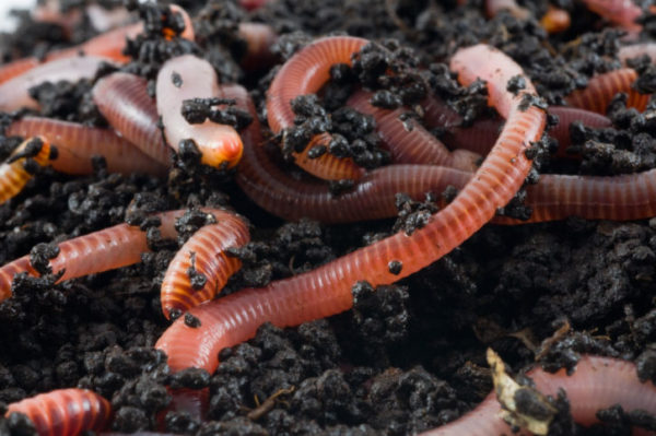  breeding earthworms at home