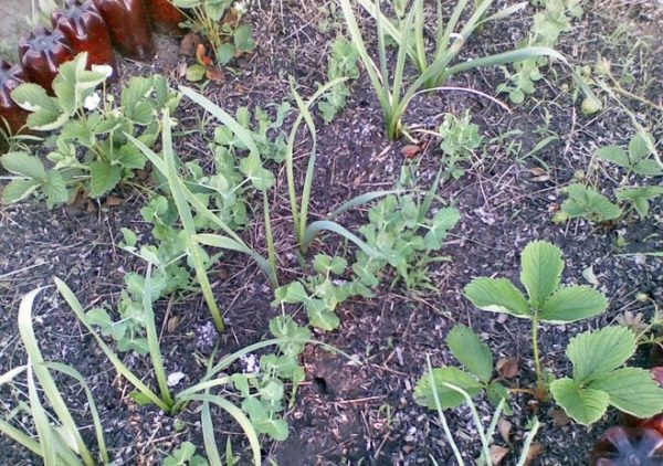 L'enveloppe des graines peut également être dispersée entre les lits