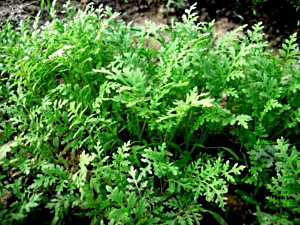 Phacelia - l'un des meilleurs sideratov