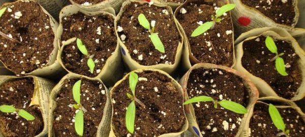 Engrais à base de nitrate de calcium