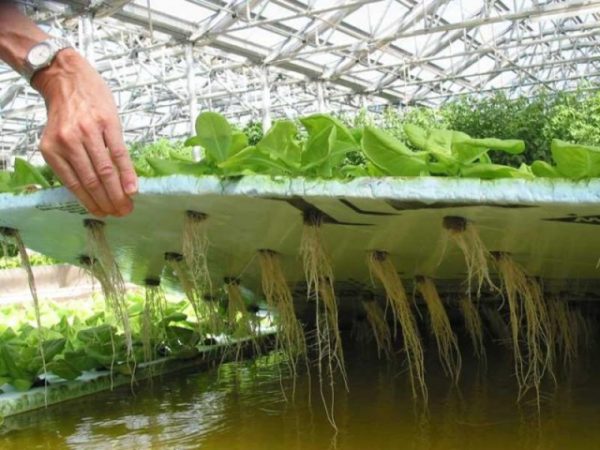 Solution hydroponique pour la culture de plantes