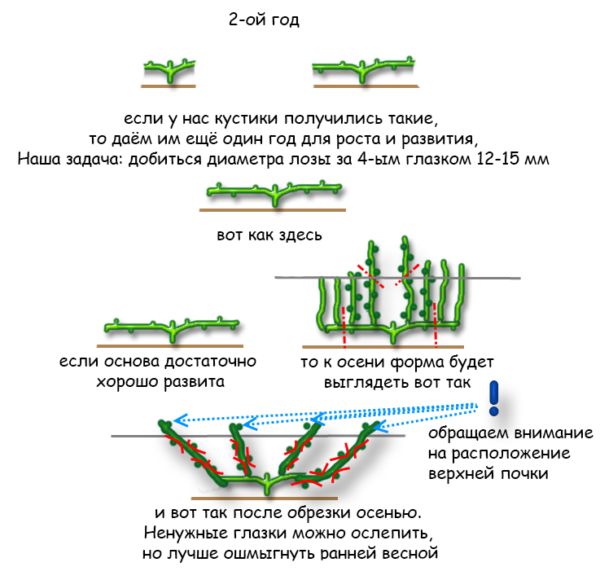 Ventaglio di uva da potatura