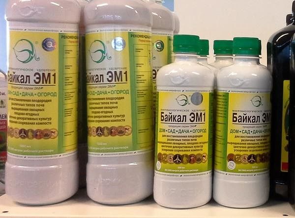 Formes de libération du médicament Baïkal um-1