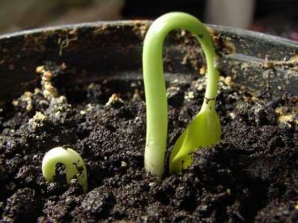 Τα πρώτα σταφύλια βλάστησης