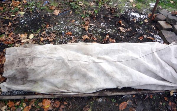 Avant de vous mettre à l'abri, assurez-vous de traiter les raisins de l'organisme nuisible