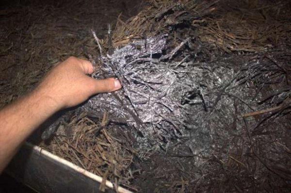 Mantarlar için hazır kompost