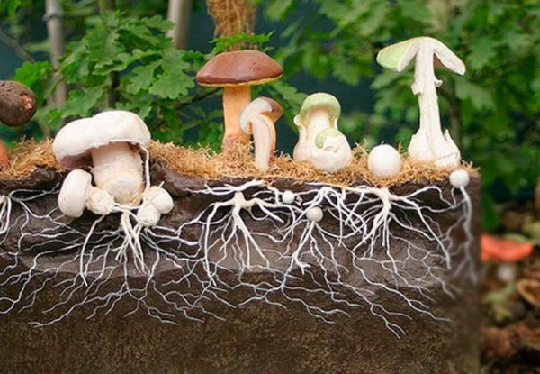Le schéma de croissance des champignons du mycélium dans la coupe