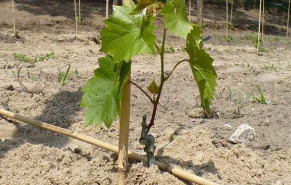 For reproduction of grapes without seeds, vegetative methods are used, including the use of cuttings and cuttings.