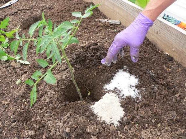Tomato fertilizer with potassium nitrate