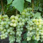 Kesha-1, που προέρχεται από σπόρους