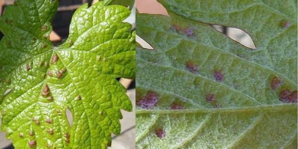 Σημάδια προσβολής από ακάρεα σταφυλιών