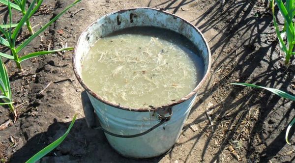 Le fumier frais est utilisé comme solution.