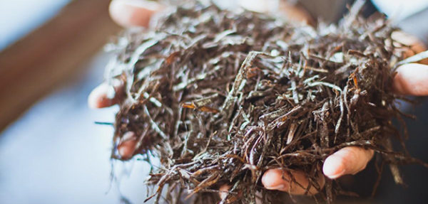 substrat de champignon