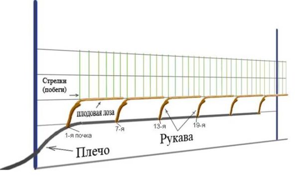 Cespuglio di cordone