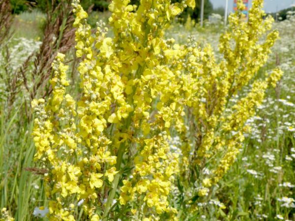Pancake Mullein