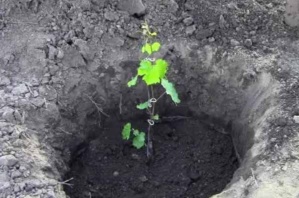October is an ideal month for planting grapes.