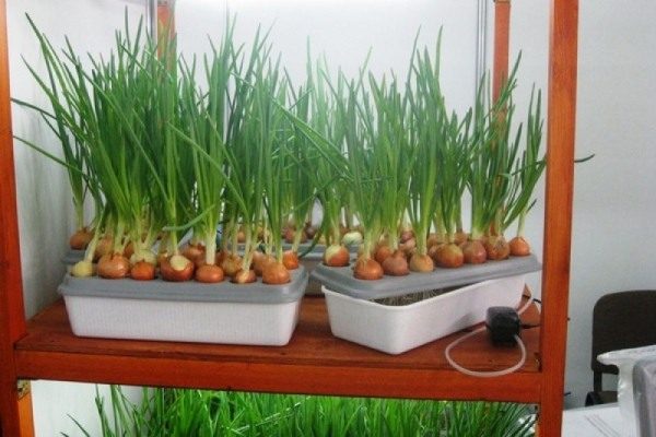 Hydroponics за билки стана популярна в нашата страна сравнително наскоро.