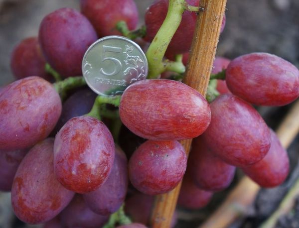 Μεγάλη ποικιλία μούρα, μέσου μήκους 28 mm