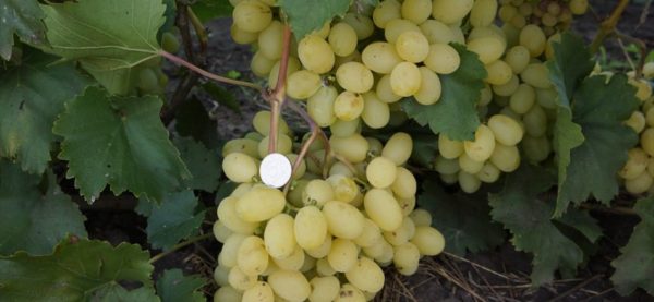 Olgun Laura meyveleri boyutları