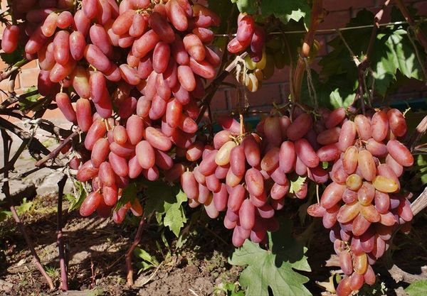 Novocherkassk anniversary