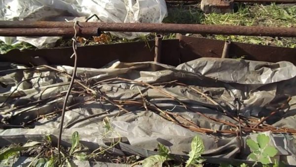 Un des moyens de protéger les vignes pour l'hiver