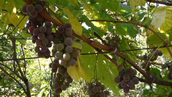Maturation des grappes de lidia sur la vigne