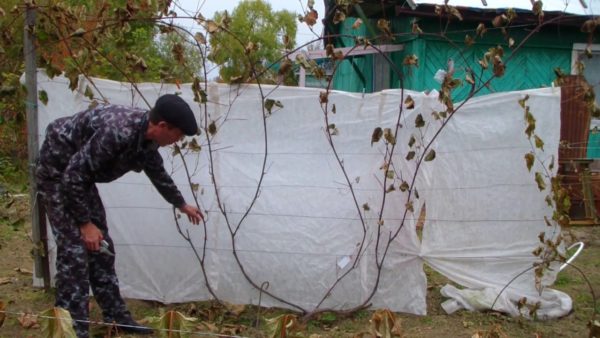 Selezione dei rami d'uva per il taglio