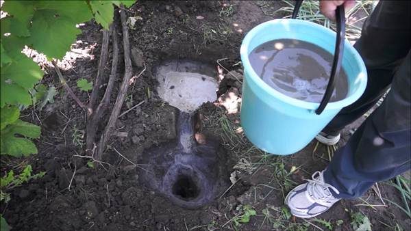 For grapes use kalimagneziya as the main fertilizer and fertilizer