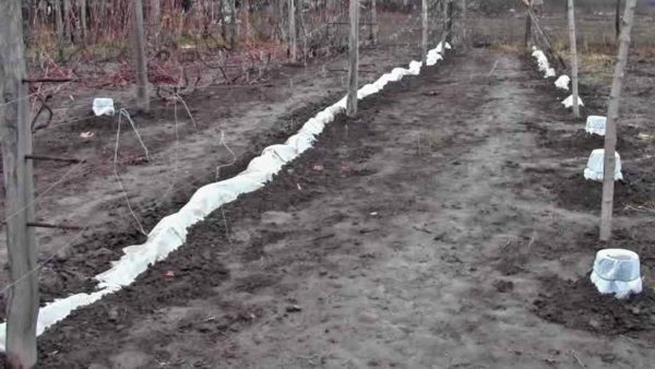 Durée de l'abri à raisins