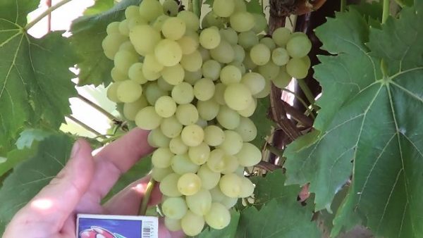 varietà di bacche uvetta