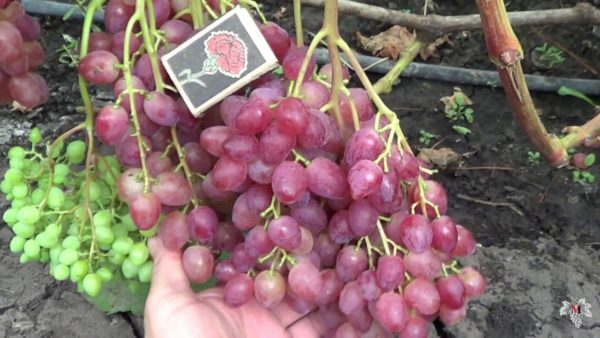 Grappe de raisin veles