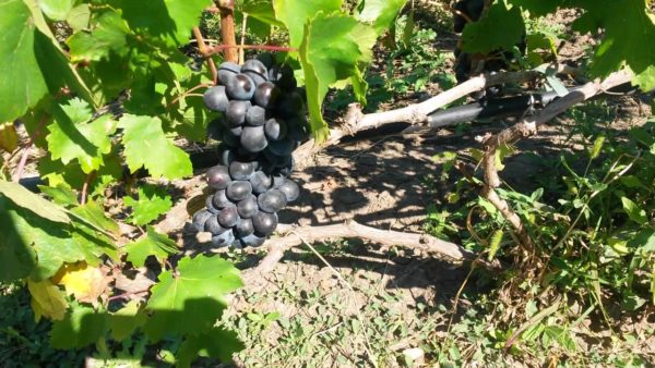 Khalili variété noire sur un buisson