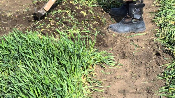 Le seigle est coupé quand il atteint 15 cm