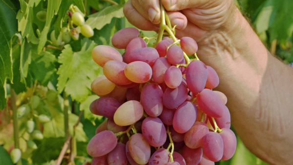 A bunch of grapes anniversary varieties Novocherkassk