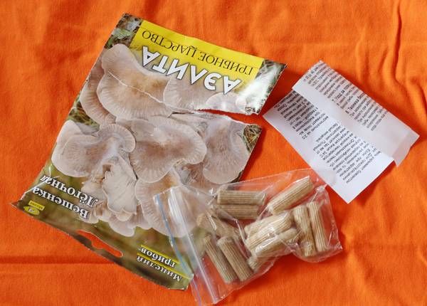 Chopik en bois avec mycélium dans son emballage d'origine