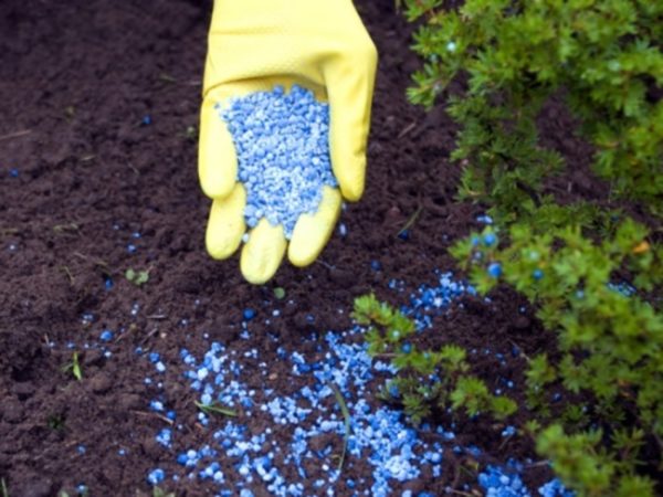Le médicament n'est pas recommandé pour une utilisation avec des engrais d'origine chimique.