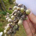 Грозде, засегнати от роса