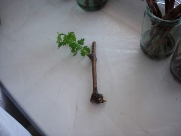 Αποκόμματα σταφυλιών Ελπίδα Αζόρες δύσκολο να ριζώσει