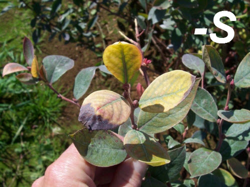 Un segno di una carenza di fertilizzante ai mirtilli