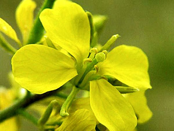 La moutarde est une excellente plante à miel.