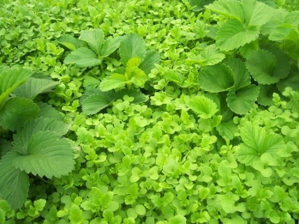 Les premières pousses de moutarde apparaissent 3-5 jours après la plantation